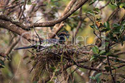 Female Anhinga bird called Anhinga anhinga makes a nest