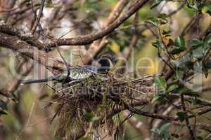 Female Anhinga bird called Anhinga anhinga makes a nest