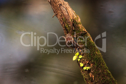 Pregnant fishing spider Dolomedes tenebrosus perches on a piece