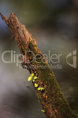 Pregnant fishing spider Dolomedes tenebrosus perches on a piece