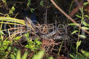 Florida banded Water snake Nerodia fasciata pictiventris
