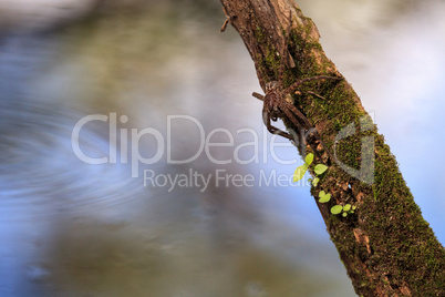 Pregnant fishing spider Dolomedes tenebrosus perches on a piece