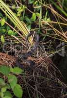 Florida banded Water snake Nerodia fasciata pictiventris