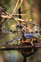 Florida redbelly turtle Pseudemys nelson perches on a cypress lo