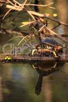 Florida redbelly turtle Pseudemys nelson perches on a cypress lo