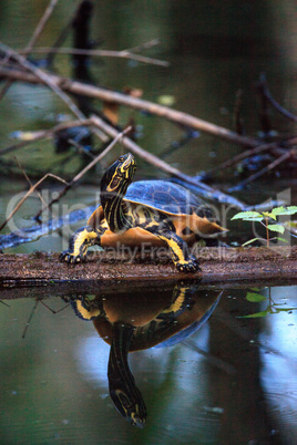Florida redbelly turtle Pseudemys nelson perches on a cypress lo