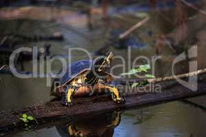 Florida redbelly turtle Pseudemys nelson perches on a cypress lo