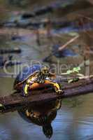 Florida redbelly turtle Pseudemys nelson perches on a cypress lo