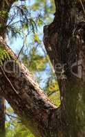 Ghost orchid Dendrophylax lindenii blooms on a bald cypress tree