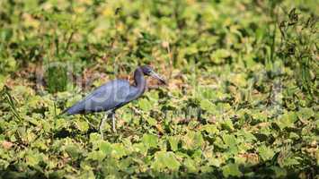 Little blue heron bird Egretta caerulea hunts for frogs