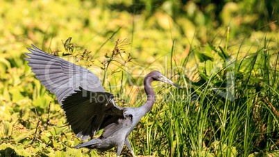 Little blue heron bird Egretta caerulea hunts for frogs