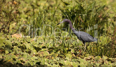 Little blue heron bird Egretta caerulea hunts for frogs