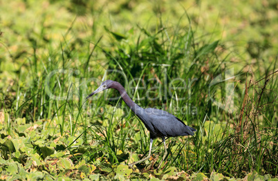 Little blue heron bird Egretta caerulea hunts for frogs