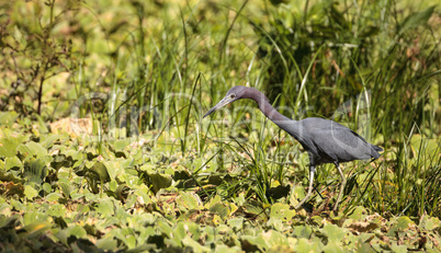 Little blue heron bird Egretta caerulea hunts for frogs