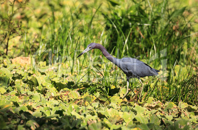 Little blue heron bird Egretta caerulea hunts for frogs