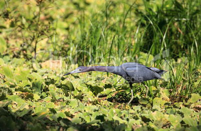 Little blue heron bird Egretta caerulea hunts for frogs