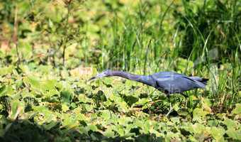 Little blue heron bird Egretta caerulea hunts for frogs