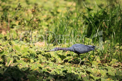 Little blue heron bird Egretta caerulea hunts for frogs