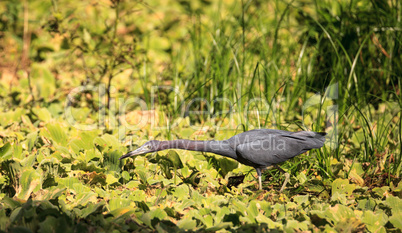 Little blue heron bird Egretta caerulea hunts for frogs