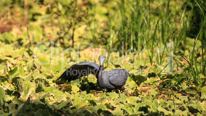 Little blue heron bird Egretta caerulea hunts for frogs