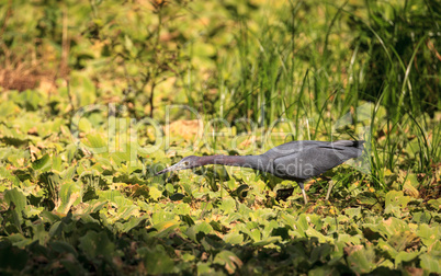 Little blue heron bird Egretta caerulea hunts for frogs