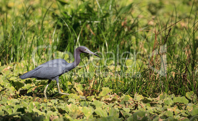 Little blue heron bird Egretta caerulea hunts for frogs