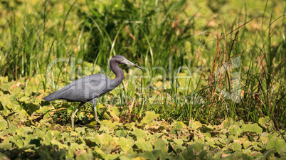 Little blue heron bird Egretta caerulea hunts for frogs