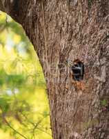 Male pileated woodpecker bird Dryocopus pileatus peers out of it