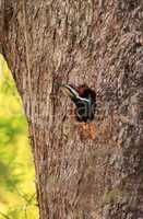 Male pileated woodpecker bird Dryocopus pileatus peers out of it