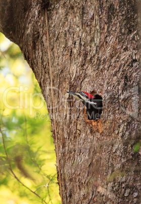 Male pileated woodpecker bird Dryocopus pileatus peers out of it