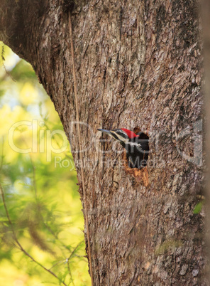 Male pileated woodpecker bird Dryocopus pileatus peers out of it