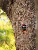 Male pileated woodpecker bird Dryocopus pileatus peers out of it