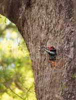 Male pileated woodpecker bird Dryocopus pileatus peers out of it