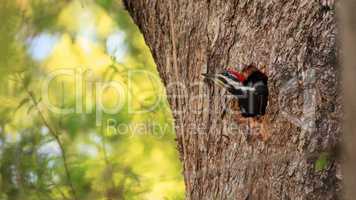 Male pileated woodpecker bird Dryocopus pileatus peers out of it