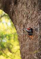 Male pileated woodpecker bird Dryocopus pileatus peers out of it