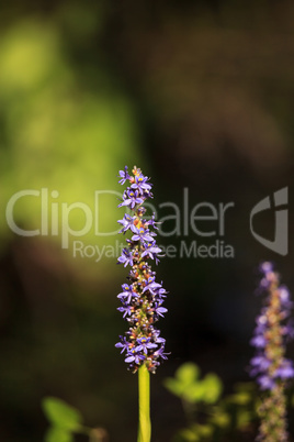 Purple flowers on a pickerelweed pant Pontederia cordata