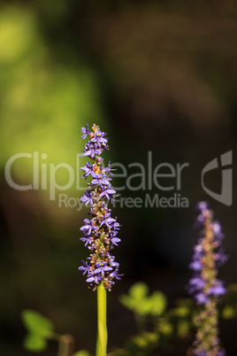 Purple flowers on a pickerelweed pant Pontederia cordata