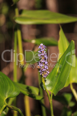 Purple flowers on a pickerelweed pant Pontederia cordata