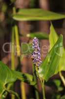 Purple flowers on a pickerelweed pant Pontederia cordata