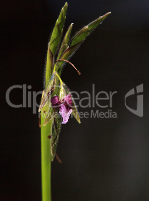 Pink and purple flowers on Alligator flag plant Thalia feniculat