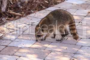 Raccoon Procyon lotor forages for food