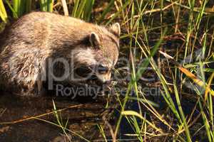 Raccoon Procyon lotor forages for food