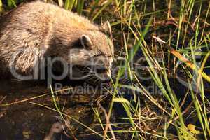 Raccoon Procyon lotor forages for food