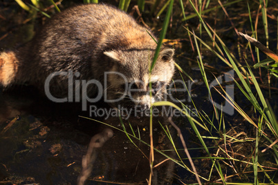 Raccoon Procyon lotor forages for food