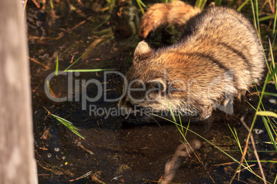 Raccoon Procyon lotor forages for food