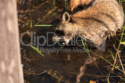 Raccoon Procyon lotor forages for food