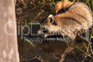 Raccoon Procyon lotor forages for food