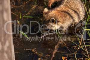 Raccoon Procyon lotor forages for food