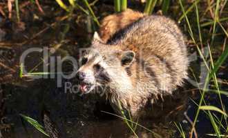 Raccoon Procyon lotor forages for food