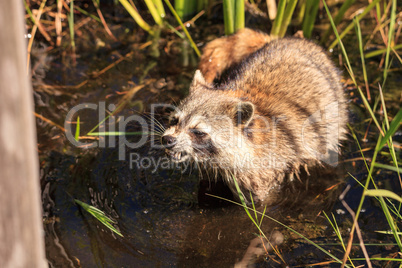 Raccoon Procyon lotor forages for food